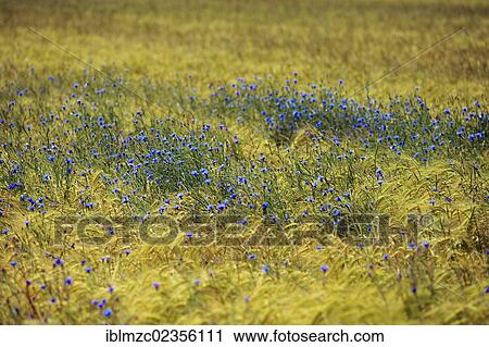 "Cornflowers (Centaurea cyanus) in an unsprayed field of barley (Hordeum vulgare), Kleingeschaidt, Middle Franconia, Bavaria, Germany, Europe" View Large Photo Image Stock Image - "Cornflowers (Centaurea cyanus) in an unsprayed field of barley (Hordeum vulgare), Kleingeschaidt, Middle Franconia, Bavaria, Germany, Europe". Fotosearch