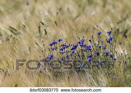 "Cornflowers or Bachelor's Buttons (Centaurea cyanus), Fuldabruck, Fuldabruck, Hesse, Germany, Europe" View Large Photo Image Stock Image - "Cornflowers or Bachelor's Buttons (Centaurea cyanus), Fuldabruck, Fuldabruck, Hesse, Germany, Europe". Fotosearch