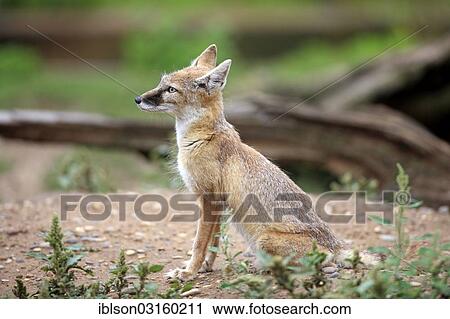 "Corsac Fox (corsac vulpes), adult, native to Asia, captive, Heidelberg, Baden-Wurttemberg, Germany, Europe" View Large Photo Image Stock Image - "Corsac Fox (corsac vulpes), adult, native to Asia, captive, Heidelberg, Baden-Wurttemberg, Germany, Europe". Fotosearch