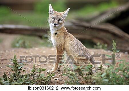 "Corsac Fox (corsac vulpes), adult, native to Asia, captive, Heidelberg, Baden-Wurttemberg, Germany, Europe" View Large Photo Image Stock Image - "Corsac Fox (corsac vulpes), adult, native to Asia, captive, Heidelberg, Baden-Wurttemberg, Germany, Europe". Fotosearch