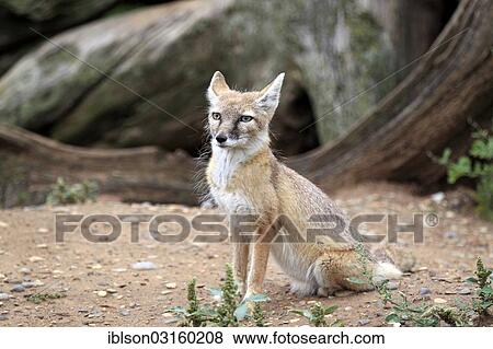 Stock Photo - "Corsac Fox (corsac vulpes), adult, native to Asia, captive, Heidelberg, Baden-Wurttemberg, Germany, Europe". Fotosearch
