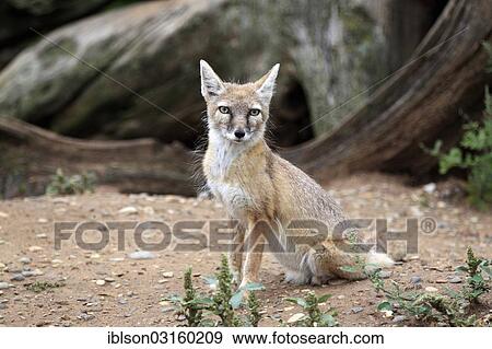 "Corsac Fox (corsac vulpes), adult, native to Asia, captive, Heidelberg, Baden-Wurttemberg, Germany, Europe" View Large Photo Image Stock Photo - "Corsac Fox (corsac vulpes), adult, native to Asia, captive, Heidelberg, Baden-Wurttemberg, Germany, Europe". Fotosearch