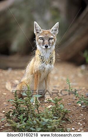 "Corsac Fox (corsac vulpes), adult, native to Asia, captive, Heidelberg, Baden-Wurttemberg, Germany, Europe" View Large Photo Image Stock Photo - "Corsac Fox (corsac vulpes), adult, native to Asia, captive, Heidelberg, Baden-Wurttemberg, Germany, Europe". Fotosearch