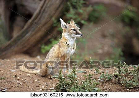 "Corsac Fox (corsac vulpes), adult, native to Asia, captive, Heidelberg, Baden-Wurttemberg, Germany, Europe" View Large Photo Image Stock Photography - "Corsac Fox (corsac vulpes), adult, native to Asia, captive, Heidelberg, Baden-Wurttemberg, Germany, Europe". Fotosearch