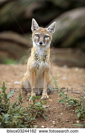 "Corsac fox or Steppe fox (Vulpes corsac), native to Asia, captive, Heidelberg, Baden-Wurttemberg, Germany, Europe" View Large Photo Image Stock Image - "Corsac fox or Steppe fox (Vulpes corsac), native to Asia, captive, Heidelberg, Baden-Wurttemberg, Germany, Europe". Fotosearch