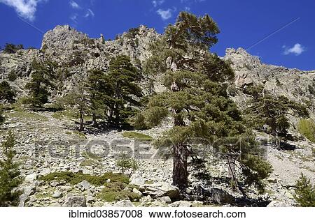 "Corsican Pines (Pinus nigra subsp. laricio) Restonica Valley, Gorges de la Restonica, Parc naturel regional de Corse, near Corte, Corsica, France, Europe" View Large Photo Image Stock Photo - "Corsican Pines (Pinus nigra subsp. laricio) Restonica Valley, Gorges de la Restonica, Parc naturel regional de Corse, near Corte, Corsica, France, Europe". Fotosearch