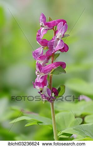 Picture - "Corydalis (Corydalis cava), in flower, North Rhine-Westphalia, Germany, Europe". Fotosearch