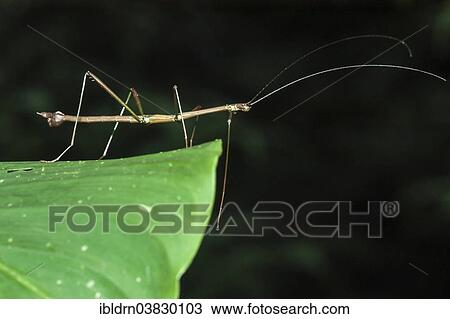 "Costa Rican Stick Insect (Calynda Brocki), Puntarenas province, Costa Rica, North America" View Large Photo Image Stock Image - "Costa Rican Stick Insect (Calynda Brocki), Puntarenas province, Costa Rica, North America". Fotosearch