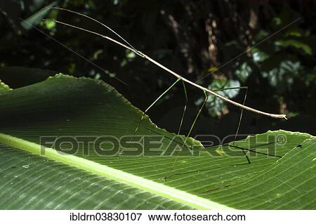 Stock Photo - "Costa Rican Stick Insect (Calynda brocki), Puntarenas province, Costa Rica, North America". Fotosearch