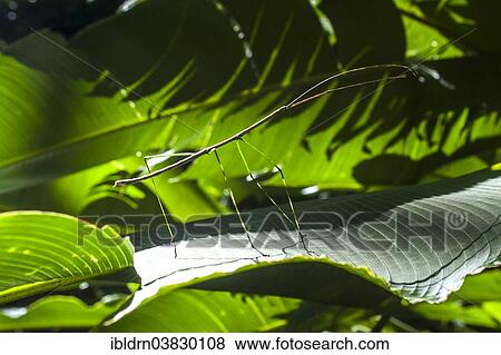 "Costa Rican Stick Insect (Calynda Brocki), Puntarenas province, Costa Rica, North America" View Large Photo Image Stock Photo - "Costa Rican Stick Insect (Calynda Brocki), Puntarenas province, Costa Rica, North America". Fotosearch