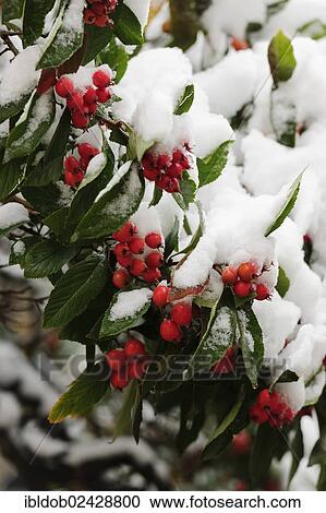 Cotoneaster (Cotoneaster) covered with snow View Large Photo Image Stock Image - Cotoneaster (Cotoneaster) covered with snow. Fotosearch