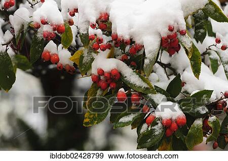 Cotoneaster (Cotoneaster) covered with snow View Large Photo Image Stock Photo - Cotoneaster (Cotoneaster) covered with snow. Fotosearch