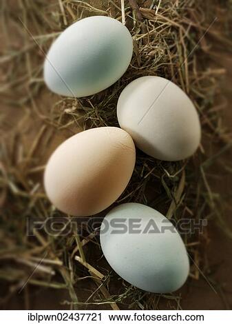 Stock Image - Cotswold Legbar organic free range chicken eggs. Fotosearch