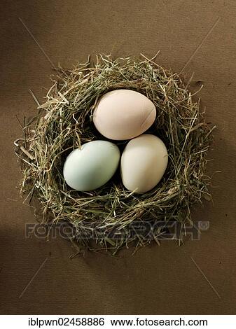Stock Photograph - Cotswold Legbar organic free range chicken eggs. Fotosearch