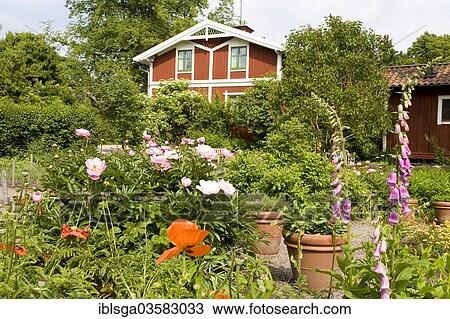 "Cottage garden, Skansen Open-Air Museum, Djurgarden, Stockholm, Sweden, Europe" View Large Photo Image Stock Image - "Cottage garden, Skansen Open-Air Museum, Djurgarden, Stockholm, Sweden, Europe". Fotosearch