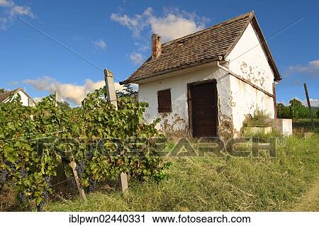 "Cottage on the vineyard, Villany, Hungary, Europe" View Large Photo Image Stock Image - "Cottage on the vineyard, Villany, Hungary, Europe". Fotosearch
