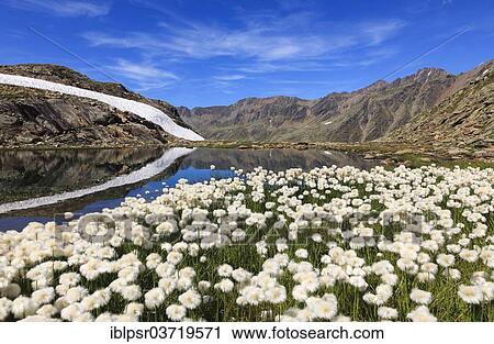 "Cotton Grass (Eriophorum sp. ) flowers at 2600m in the Oetztal Alps, Timmelsjoch, Tyrolean Oberland, Tyrol, Austria, Europe" View Large Photo Image Stock Image - "Cotton Grass (Eriophorum sp. ) flowers at 2600m in the Oetztal Alps, Timmelsjoch, Tyrolean Oberland, Tyrol, Austria, Europe". Fotosearch