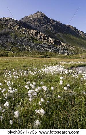 "Cotton Grass (Eriophorum sp. ) on the raised mire of Breites Wasser, Pfannknecht Mountain, 2822m, Jamtal, Galtur, North Tyrol, Austria, Europe" View Large Photo Image Stock Photography - "Cotton Grass (Eriophorum sp. ) on the raised mire of Breites Wasser, Pfannknecht Mountain, 2822m, Jamtal, Galtur, North Tyrol, Austria, Europe". Fotosearch