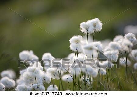 "Cotton Grass (Eriophorum sp. ), Jamtal, Galtur, North Tyrol, Austria, Europe" View Large Photo Image Stock Image - "Cotton Grass (Eriophorum sp. ), Jamtal, Galtur, North Tyrol, Austria, Europe". Fotosearch