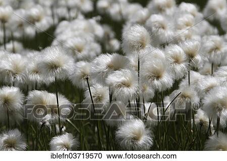 "Cotton Grass (Eriophorum angustifolium), Livigno, Sondrio province, Lombardy, Italy, Europe" View Large Photo Image Stock Image - "Cotton Grass (Eriophorum angustifolium), Livigno, Sondrio province, Lombardy, Italy, Europe". Fotosearch