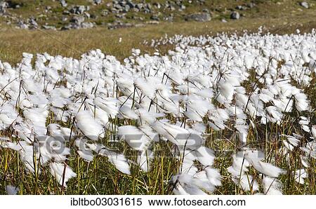 "Cotton Grass (spec. Eriophorum) on a meadow, Eggum, Lofoten, Nordland, Norway, Europe" View Large Photo Image Stock Photography - "Cotton Grass (spec. Eriophorum) on a meadow, Eggum, Lofoten, Nordland, Norway, Europe". Fotosearch