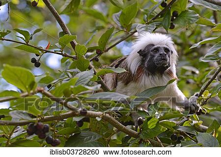 "Cotton-headed Tamarin or Cotton-top Tamarin (Saguinus oedipus), adult in a tree, native to South America, Mecklenburg-Western Pomerania, Germany, Europe" View Large Photo Image Stock Image - "Cotton-headed Tamarin or Cotton-top Tamarin (Saguinus oedipus), adult in a tree, native to South America, Mecklenburg-Western Pomerania, Germany, Europe". Fotosearch