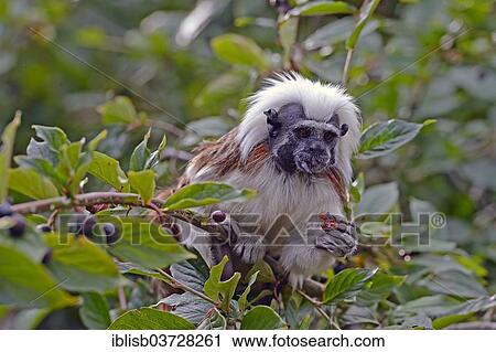 Stock Image - "Cotton-headed Tamarin or Cotton-top Tamarin (Saguinus oedipus), adult in a tree, native to South America, Mecklenburg-Western Pomerania, Germany, Europe". Fotosearch