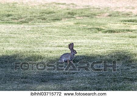 "Cottontail rabbit (Sylvilagus audubonii) with three ears, Arizona, United States, North America" View Large Photo Image Stock Image - "Cottontail rabbit (Sylvilagus audubonii) with three ears, Arizona, United States, North America". Fotosearch