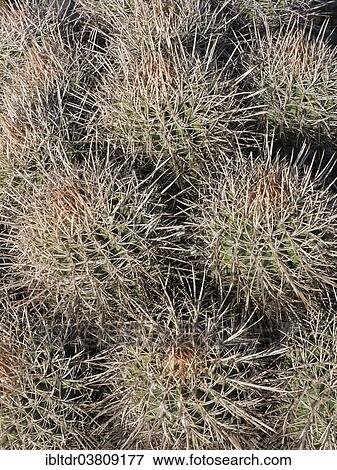 "Cottontop Barrel Cactus (Echinocactus polycephalus), Death Valley National Park, California, USA" View Large Photo Image Stock Photo - "Cottontop Barrel Cactus (Echinocactus polycephalus), Death Valley National Park, California, USA". Fotosearch