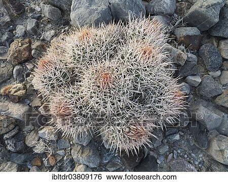 Stock Photograph - "Cottontop Barrel Cactus (Echinocactus polycephalus), Death Valley National Park, California, USA". Fotosearch