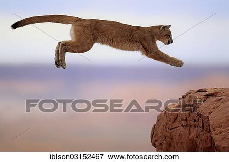 Cougar 美洲狮 或者 山狮子 Puma Concolor 成人 跳跃 俘虏 纪念碑山谷 科罗拉多高原 犹他 美国 北方 America 图吧 Iblson Fotosearch