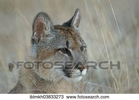 "Cougar, Mountain Lion or Puma (Puma concolor), captive, Czech Republic, Europe" View Large Photo Image Stock Image - "Cougar, Mountain Lion or Puma (Puma concolor), captive, Czech Republic, Europe". Fotosearch