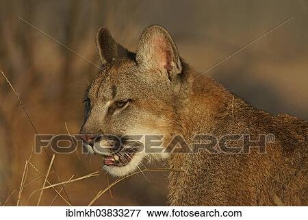 "Cougar, Mountain Lion or Puma (Puma concolor), captive, Czech Republic, Europe" View Large Photo Image Stock Photo - "Cougar, Mountain Lion or Puma (Puma concolor), captive, Czech Republic, Europe". Fotosearch