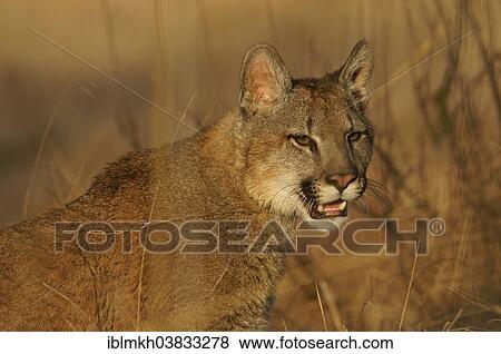 "Cougar, Mountain Lion or Puma (Puma concolor), captive, Czech Republic, Europe" View Large Photo Image Stock Photo - "Cougar, Mountain Lion or Puma (Puma concolor), captive, Czech Republic, Europe". Fotosearch