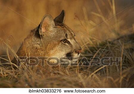 "Cougar, Mountain Lion or Puma (Puma concolor), captive, Czech Republic, Europe" View Large Photo Image Stock Photograph - "Cougar, Mountain Lion or Puma (Puma concolor), captive, Czech Republic, Europe". Fotosearch
