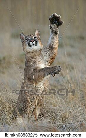 "Cougar, Mountain Lion or Puma (Puma concolor), captive, Czech Republic, Europe" View Large Photo Image Stock Photography - "Cougar, Mountain Lion or Puma (Puma concolor), captive, Czech Republic, Europe". Fotosearch