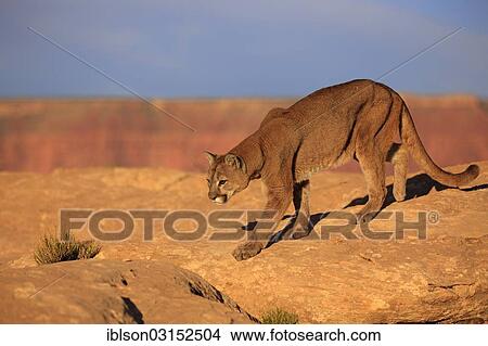 "Cougar, Puma or Mountain Lion (Puma concolor), searching for prey, stalking, Utah, United States, North America" View Large Photo Image Picture - "Cougar, Puma or Mountain Lion (Puma concolor), searching for prey, stalking, Utah, United States, North America". Fotosearch