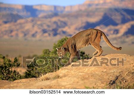 "Cougar, Puma or Mountain Lion (Puma concolor), searching for prey, stalking, Utah, United States, North America" View Large Photo Image Picture - "Cougar, Puma or Mountain Lion (Puma concolor), searching for prey, stalking, Utah, United States, North America". Fotosearch