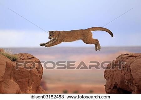"Cougar, Puma or Mountain Lion (Puma concolor), adult, jumping, captive, Monument Valley, Colorado Plateau, Utah, United States, North America" View Large Photo Image Stock Image - "Cougar, Puma or Mountain Lion (Puma concolor), adult, jumping, captive, Monument Valley, Colorado Plateau, Utah, United States, North America". Fotosearch