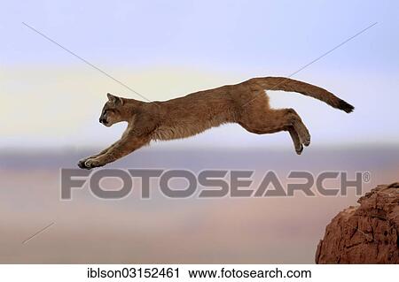 "Cougar, Puma or Mountain Lion (Puma concolor), adult, jumping, captive, Monument Valley, Colorado Plateau, Utah, United States, North America" View Large Photo Image Stock Image - "Cougar, Puma or Mountain Lion (Puma concolor), adult, jumping, captive, Monument Valley, Colorado Plateau, Utah, United States, North America". Fotosearch