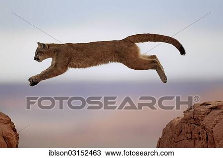 "Cougar, Puma or Mountain Lion (Puma concolor), adult, jumping, captive, Monument Valley, Colorado Plateau, Utah, United States, North America" View Large Photo Image Stock Image - "Cougar, Puma or Mountain Lion (Puma concolor), adult, jumping, captive, Monument Valley, Colorado Plateau, Utah, United States, North America". Fotosearch