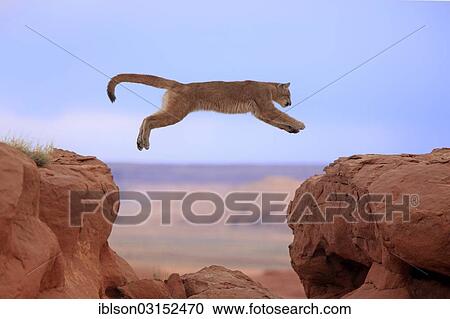 "Cougar, Puma or Mountain Lion (Puma concolor), adult, jumping, captive, Monument Valley, Colorado Plateau, Utah, United States, North America" View Large Photo Image Stock Image - "Cougar, Puma or Mountain Lion (Puma concolor), adult, jumping, captive, Monument Valley, Colorado Plateau, Utah, United States, North America". Fotosearch