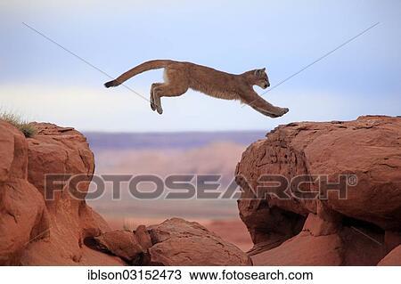 "Cougar, Puma or Mountain Lion (Puma concolor), adult, jumping, captive, Monument Valley, Colorado Plateau, Utah, United States, North America" View Large Photo Image Stock Image - "Cougar, Puma or Mountain Lion (Puma concolor), adult, jumping, captive, Monument Valley, Colorado Plateau, Utah, United States, North America". Fotosearch