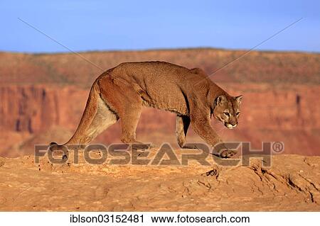 "Cougar, Puma or Mountain Lion (Puma concolor), searching for prey, stalking, Utah, United States, North America" View Large Photo Image Stock Image - "Cougar, Puma or Mountain Lion (Puma concolor), searching for prey, stalking, Utah, United States, North America". Fotosearch