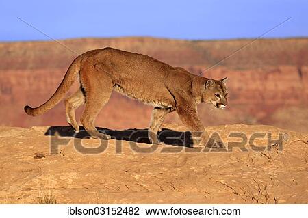 "Cougar, Puma or Mountain Lion (Puma concolor), searching for prey, stalking, Utah, United States, North America" View Large Photo Image Stock Image - "Cougar, Puma or Mountain Lion (Puma concolor), searching for prey, stalking, Utah, United States, North America". Fotosearch