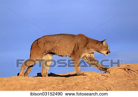Stock Image - "Cougar, Puma or Mountain Lion (Puma concolor), searching for prey, stalking, Utah, United States, North America". Fotosearch