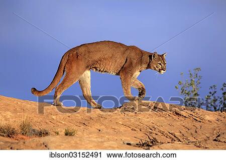 Stock Image - "Cougar, Puma or Mountain Lion (Puma concolor), searching for prey, stalking, Utah, United States, North America". Fotosearch