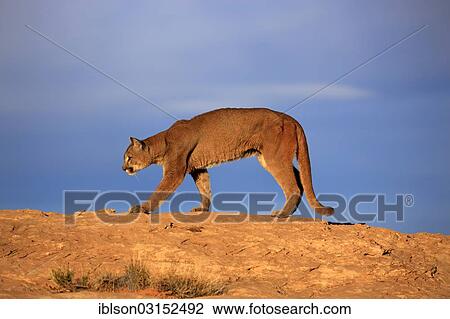 "Cougar, Puma or Mountain Lion (Puma concolor), searching for prey, stalking, Utah, United States, North America" View Large Photo Image Stock Image - "Cougar, Puma or Mountain Lion (Puma concolor), searching for prey, stalking, Utah, United States, North America". Fotosearch