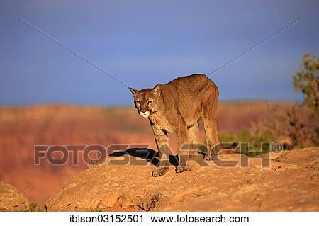 Stock Image - "Cougar, Puma or Mountain Lion (Puma concolor), searching for prey, Utah, United States, North America". Fotosearch