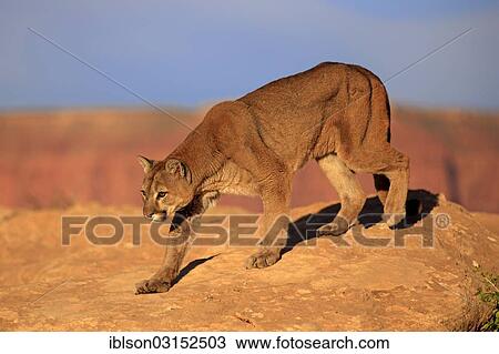 "Cougar, Puma or Mountain Lion (Puma concolor), searching for prey, stalking, Utah, United States, North America" View Large Photo Image Stock Image - "Cougar, Puma or Mountain Lion (Puma concolor), searching for prey, stalking, Utah, United States, North America". Fotosearch